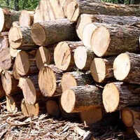 Imported Timber Logs