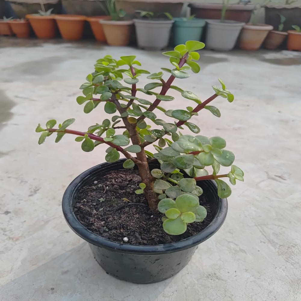Zz Plant - Color: Green