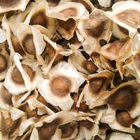 Drumstick Seed For Nursery - Color: Brown