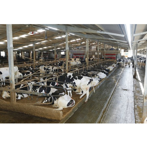 Dairy Farm Sheds