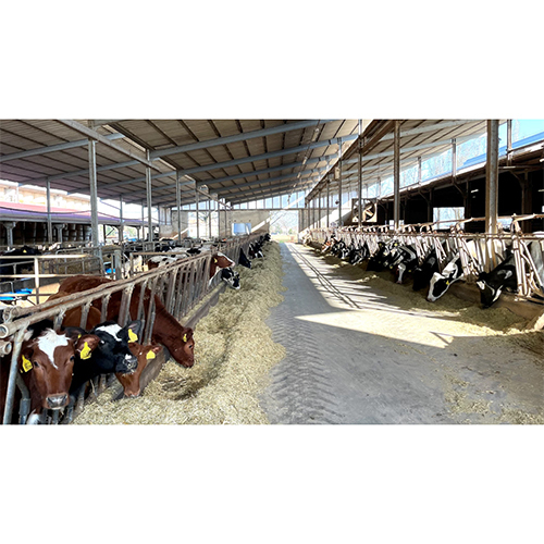 Dairy Farm Sheds