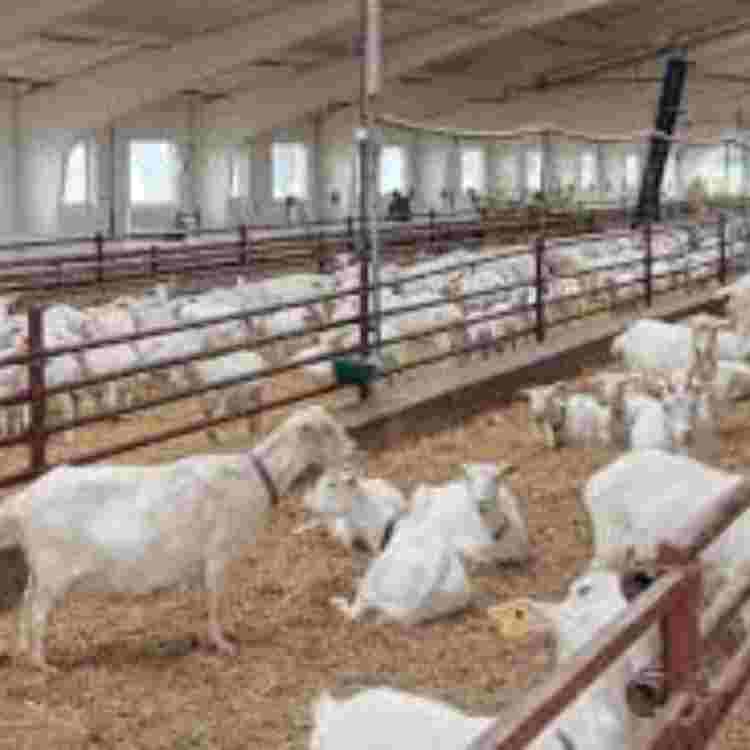 Goat Farm Sheds - Color: Any Color