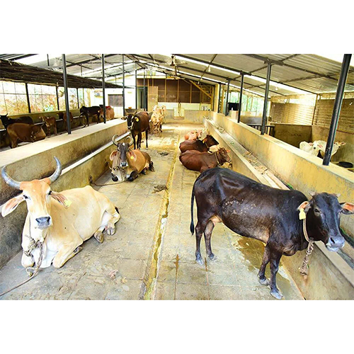 Heavy Duty Cattle Sheds