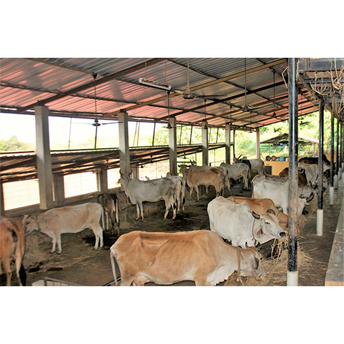 Heavy Duty Cattle Sheds