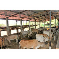 Heavy Duty Cattle Sheds