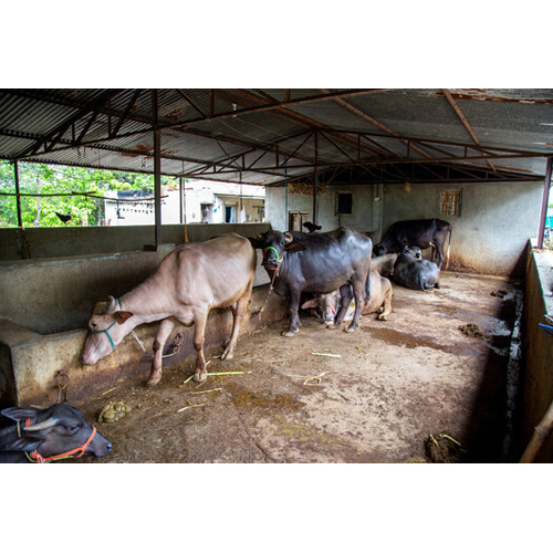 Heavy Duty Cattle Sheds