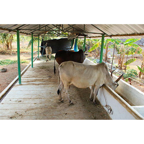 Heavy Duty Cattle Sheds