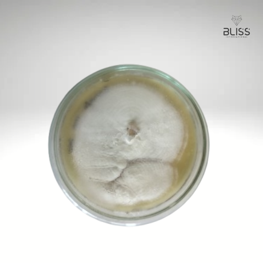 Beaveria Bassiana Technical - Color: White