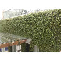 Terrace Garden Natural Walls Service