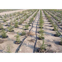 Drip Irrigation System