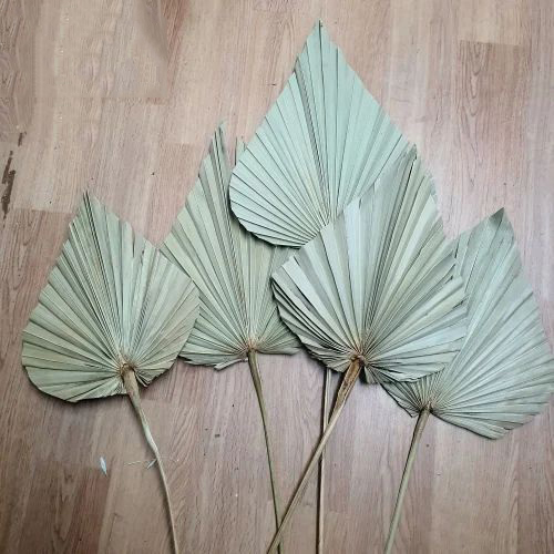 Palm Leaves - Application: Bakery