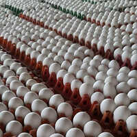 Natural Egg Tray