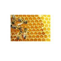 Pure Wild Raw Natural Small Bee Honey