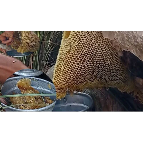 Natural Pure Raw Forest Honey