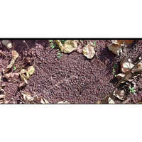 Iron Ore Lumps