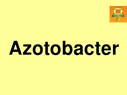 अज़ोटोबैक्टीर