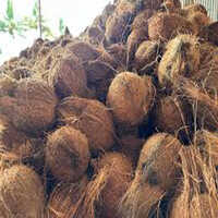 Fresh Semi Husked Coconut