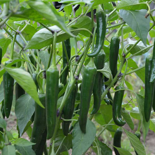 Green Chilli