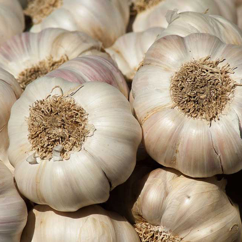 White Garlic