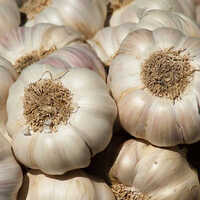White Garlic