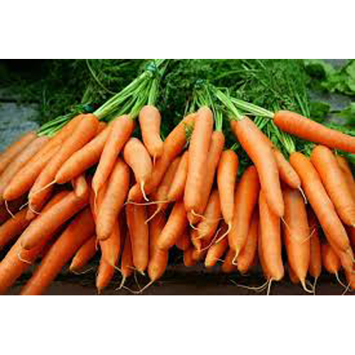 Fresh Carrot