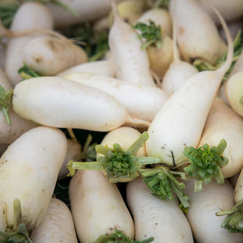 Fresh White Radish