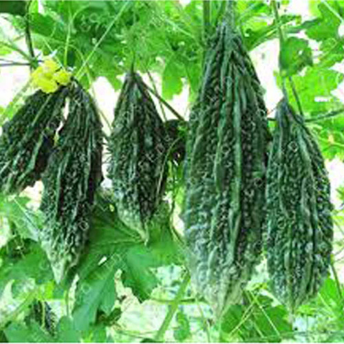 Fresh Bitter Gourd