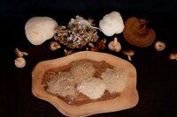 Lion's Mane Mushroom Powder - Ingredients: 100%