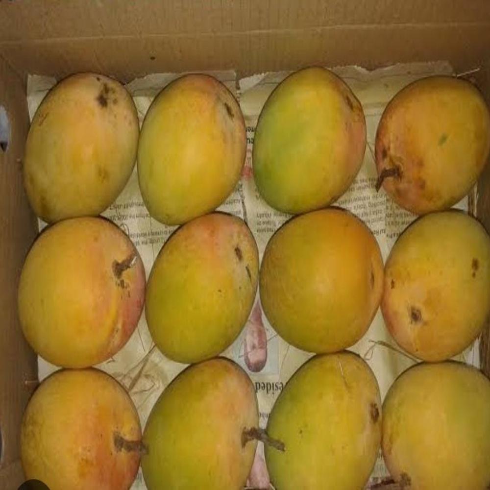 Alphonso Mangoes