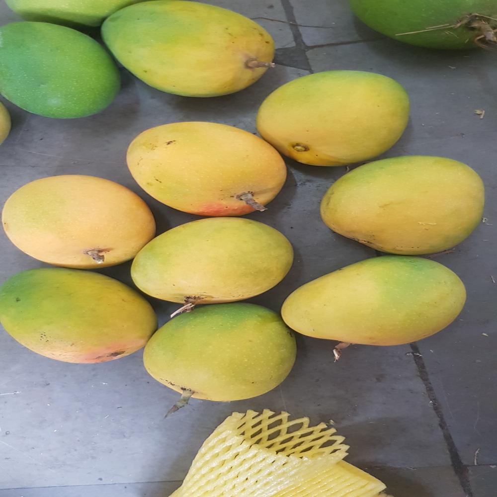 Alphonso Mangoes