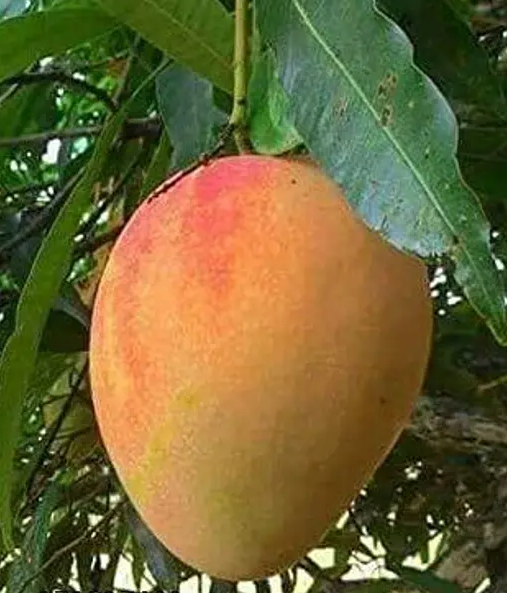 Alphonso Mangoes