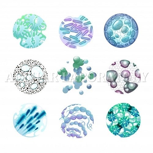 Antibacterial Testing Services