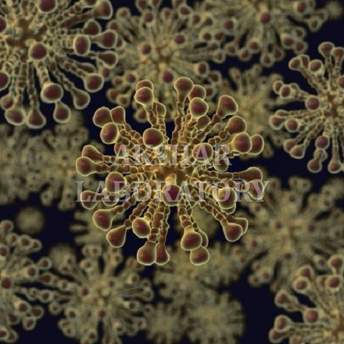 Clostridium Tertium Testing सेवाएं