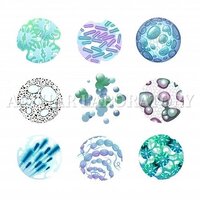 Pseudomonas Fluorescens Testing Services