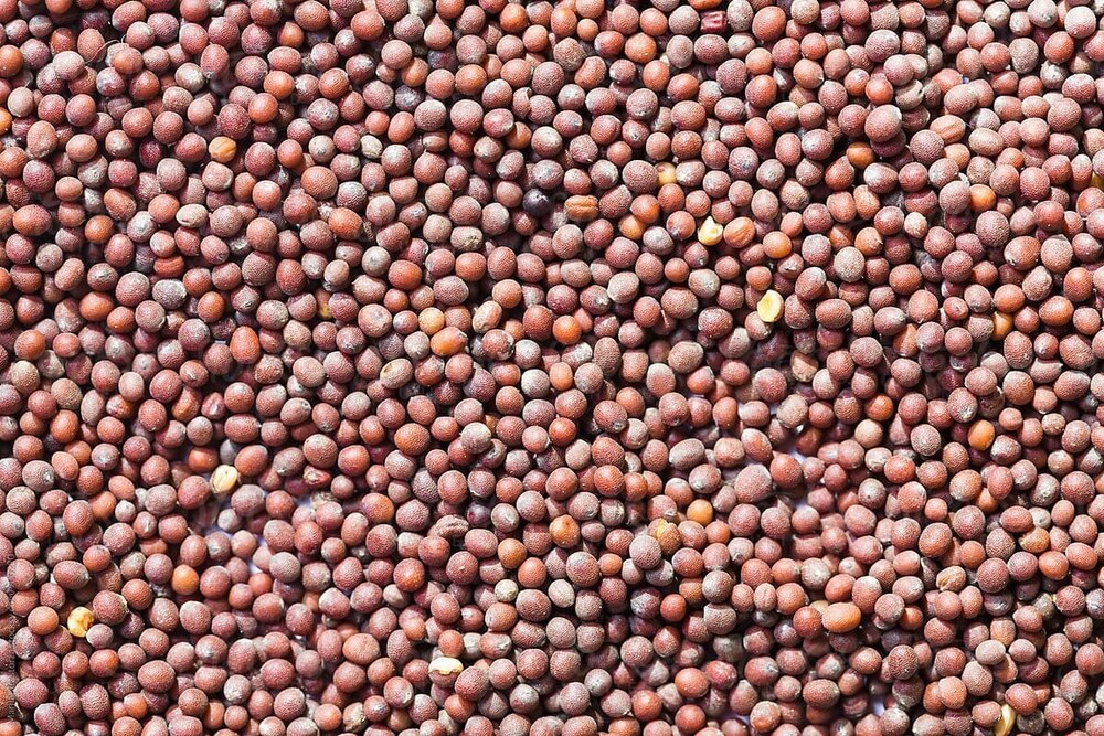 Red Mustard Seed