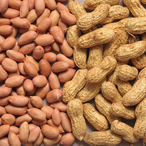 Ground Nut