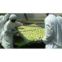 Solar Green Mango Dryer