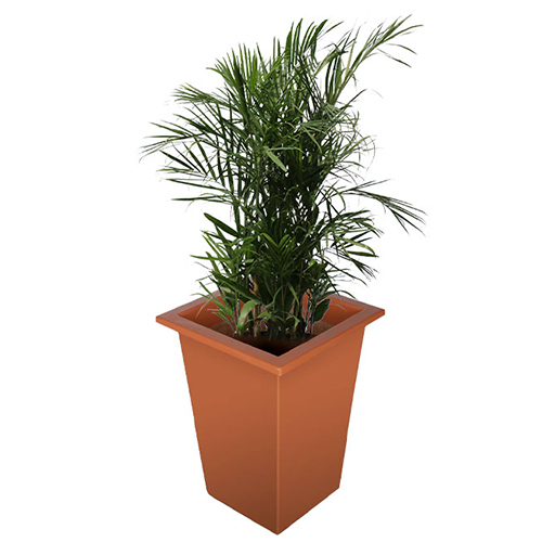 नॉर प्लांटर