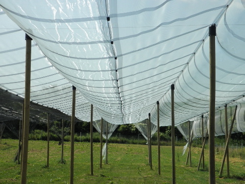 विपरीत मौसम के प्रभावों से सुरक्षा प्रदान करने वाला एंटी हैल नेट।