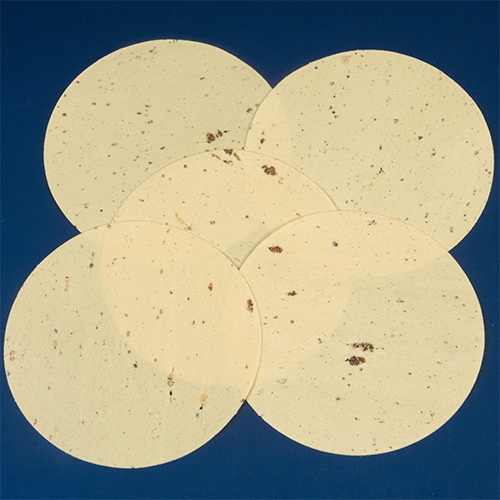 Udad Papad - Best Before: Up To 6 Months