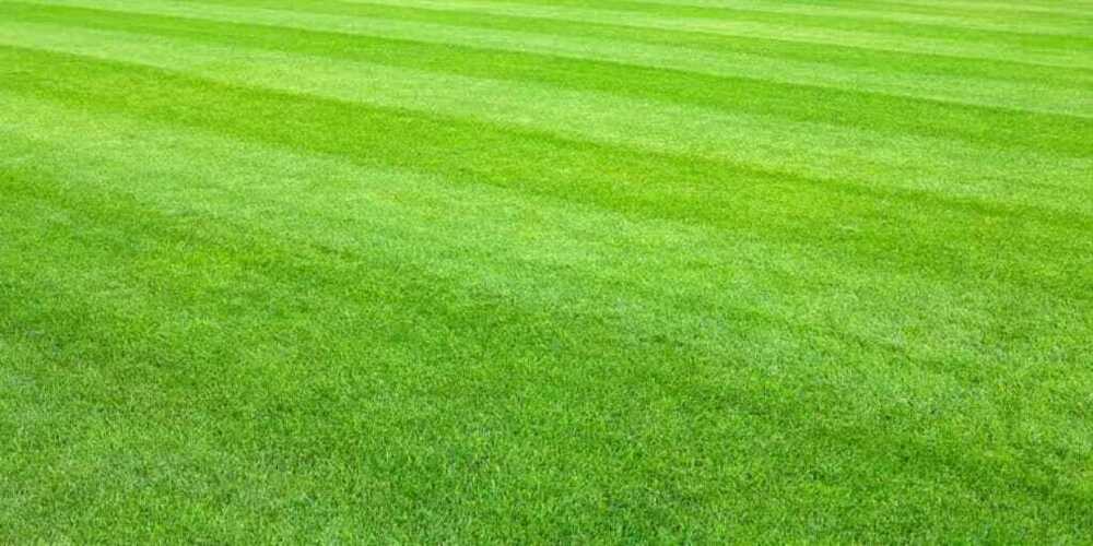 Eco-friendly Natural Green Grass