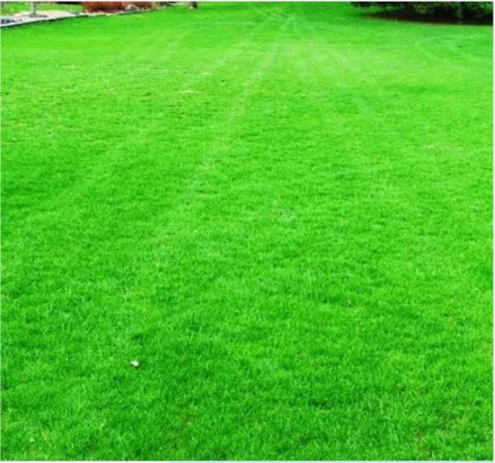 Natural Grass - Color: Green