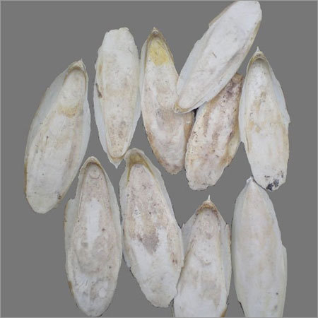 कटल फिश बोन