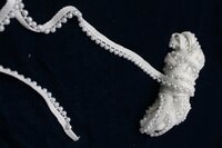moti jhalar lace