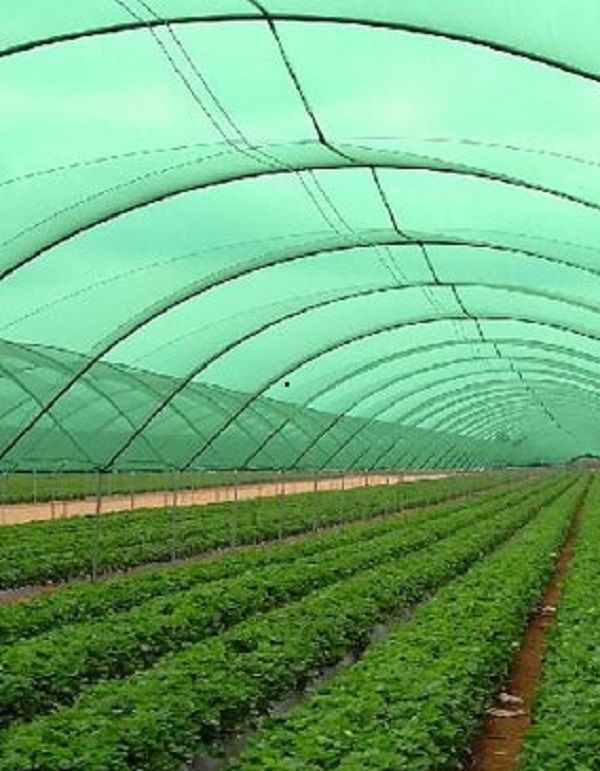 Agro Shade Net - Hdpe, 50mtr, 100mtr, Green, Color Coated | Uv Stabilized, Weather Protection, Customizable Shading Options, Eco-friendly