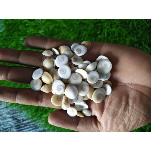 White Gomti Chakra
