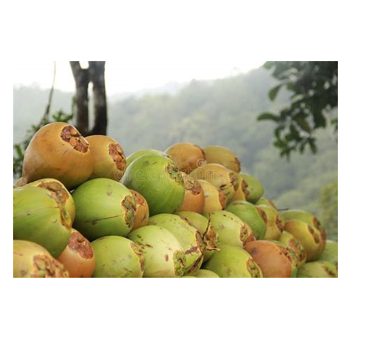 tender coconut
