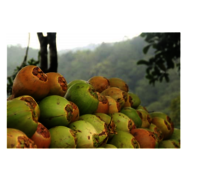 tender coconut
