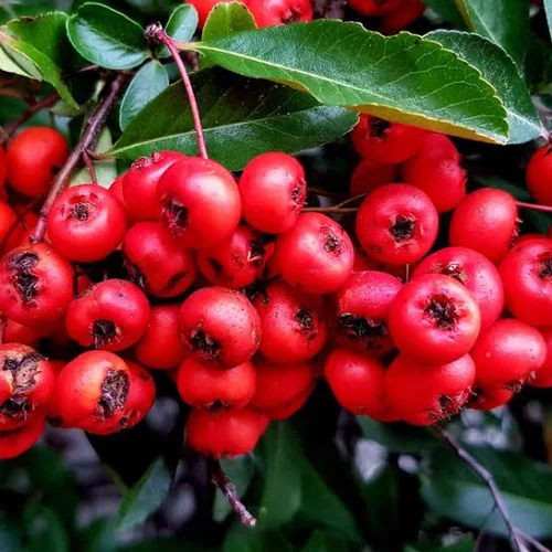 Wintergreen Oil - Age Group: Old Age