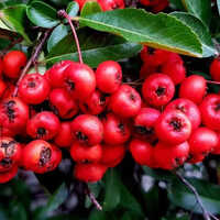 Wintergreen Oil